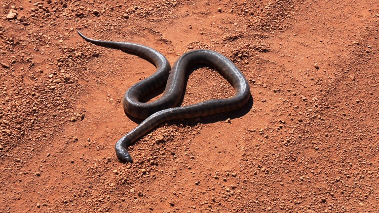 Toter Python